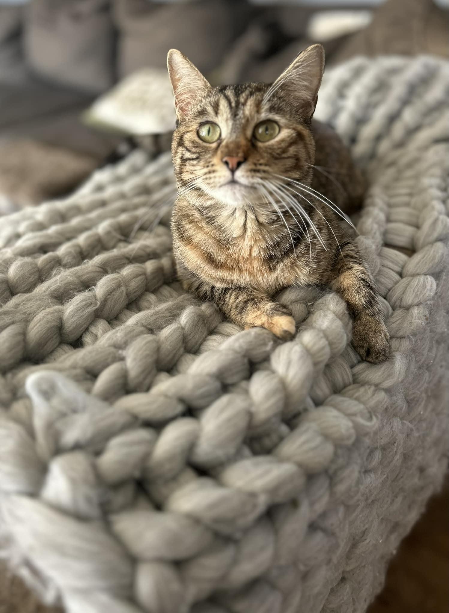 Petunia C OS, a Adoptable Tabby in Saunderstown, RI image 3/3