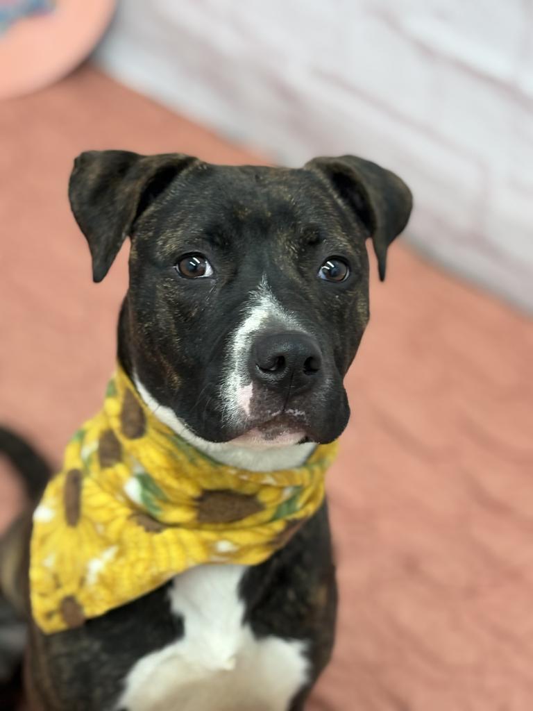 Woodland, Adoptable, Young Female Boxer & Mixed Breed.