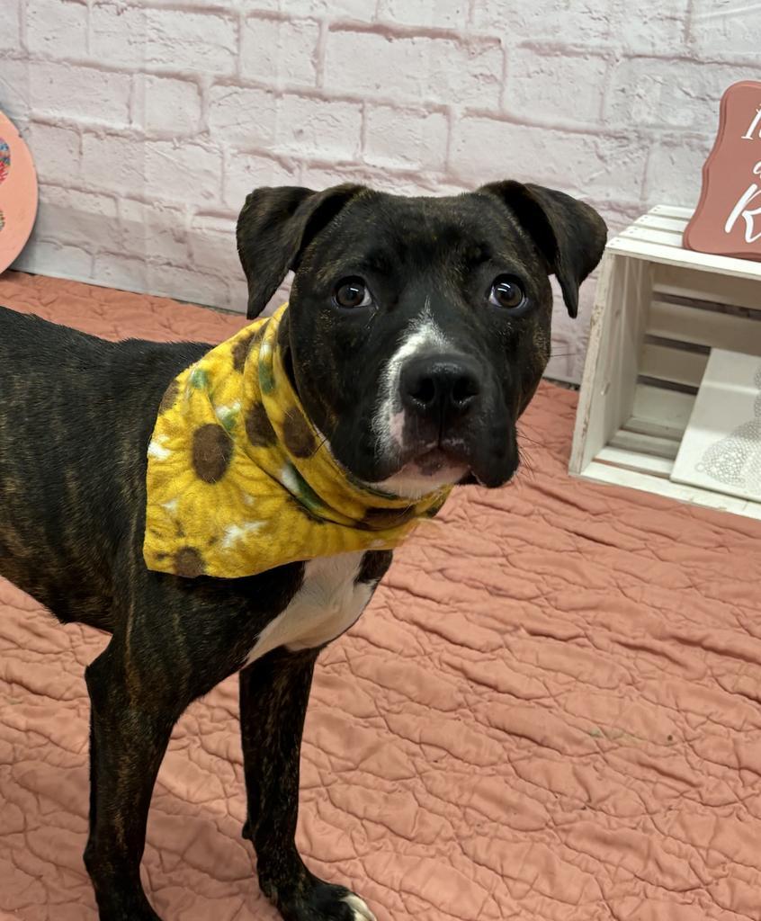 Enlarge Woodland, a Adoptable mixed breed in Detroit, MI image 2/6