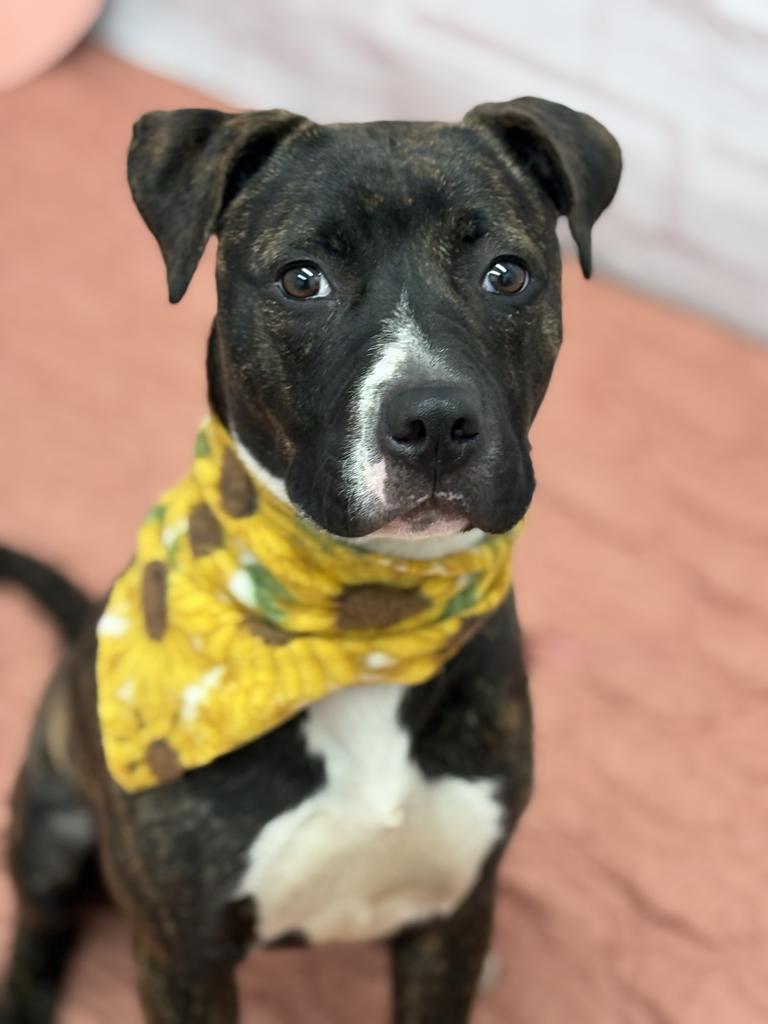 Enlarge Woodland, a Adoptable mixed breed in Detroit, MI image 3/6