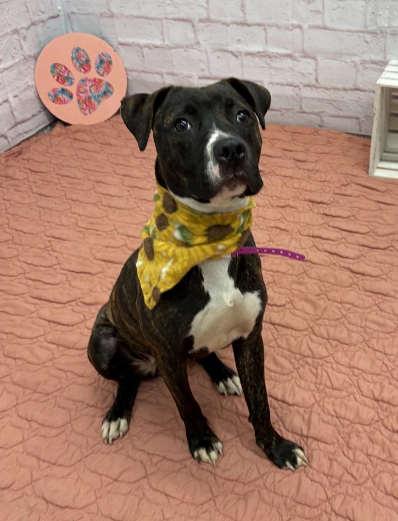 Enlarge Woodland, a Adoptable mixed breed in Detroit, MI image 4/6