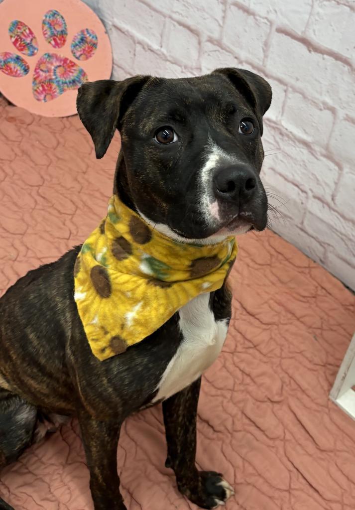 Enlarge Woodland, a Adoptable mixed breed in Detroit, MI image 5/6