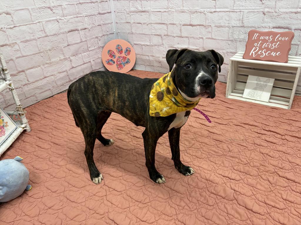 Enlarge Woodland, a Adoptable mixed breed in Detroit, MI image 6/6