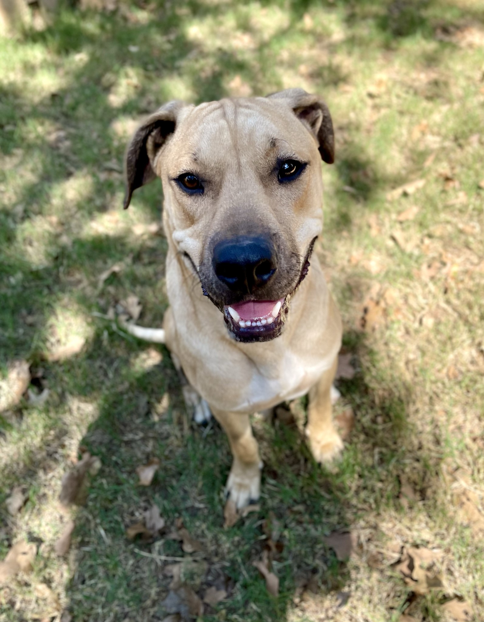 Jose Cuervo, Adoptable, Young Male Rhodesian Ridgeback & Black Mouth Cur.