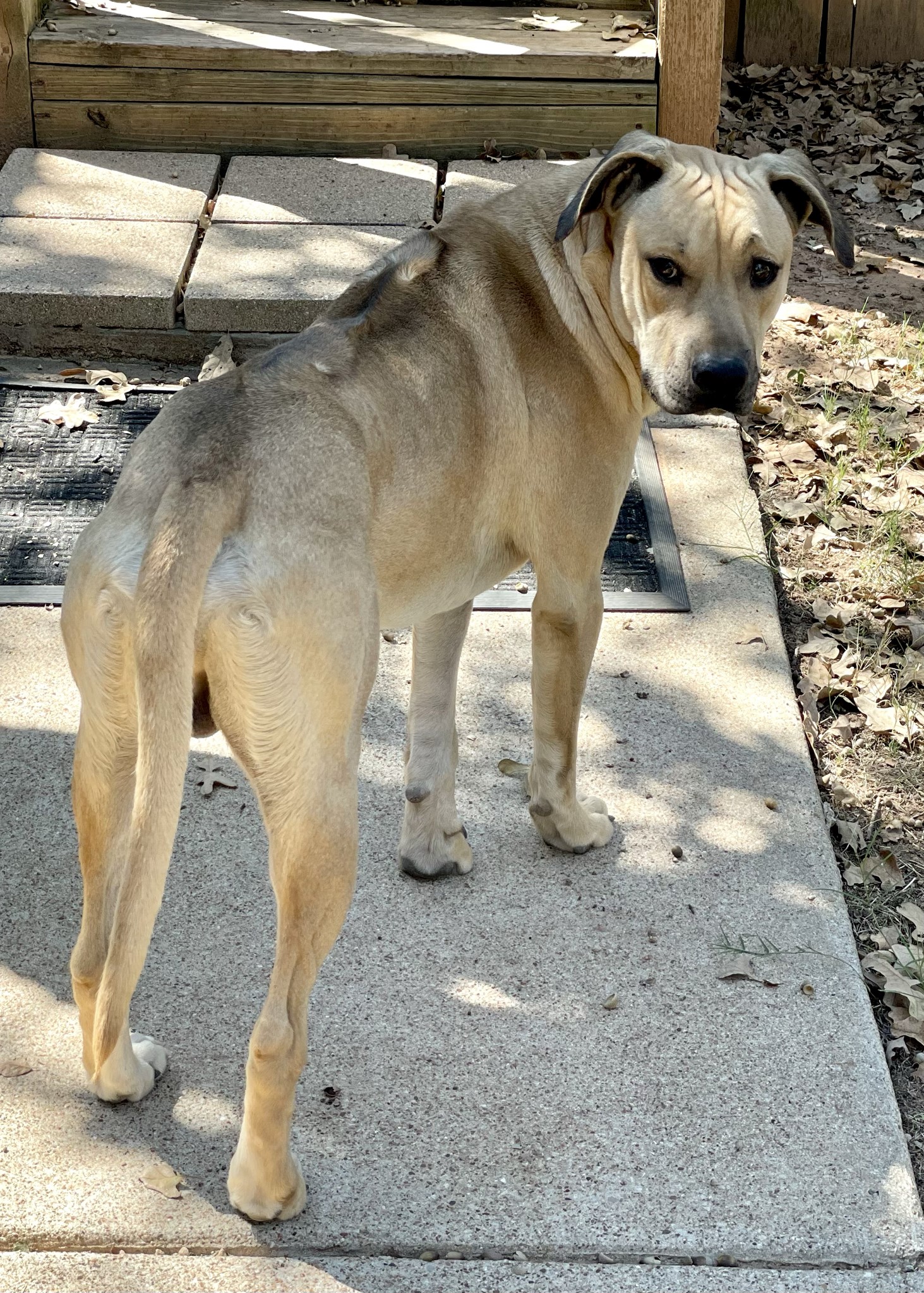 Jose Cuervo, a Adoptable mixed breed in Paradise, TX image 2/3