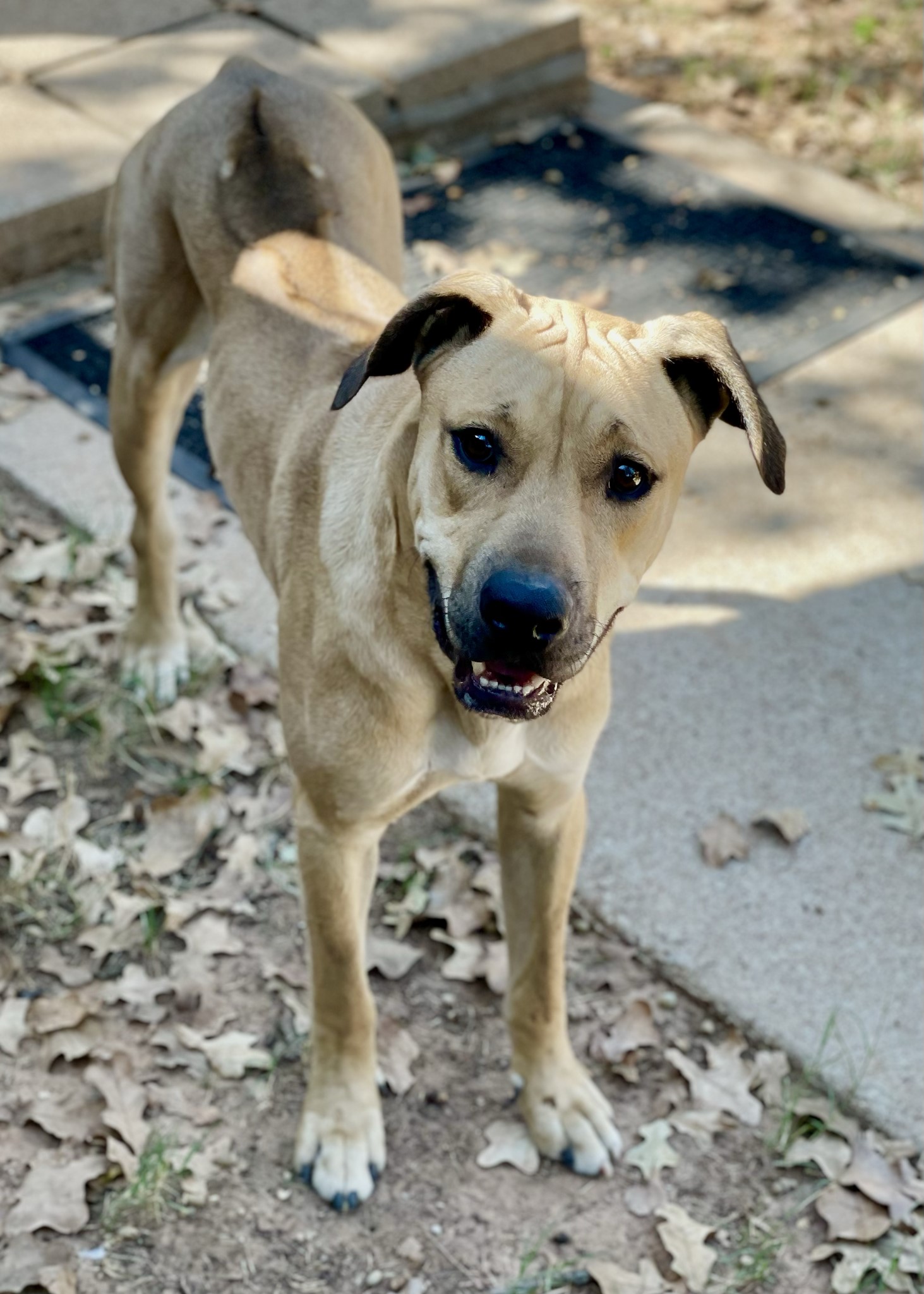 Jose Cuervo, a Adoptable mixed breed in Paradise, TX image 3/3