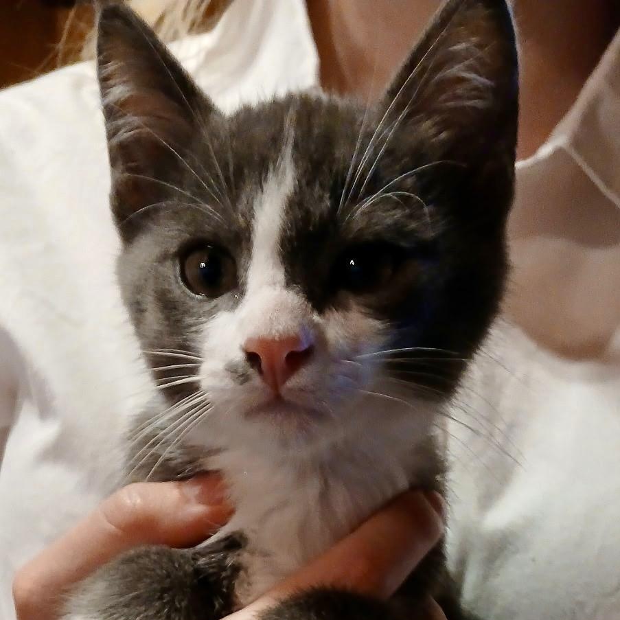 Diego, Adoptable, Young Male American Shorthair.