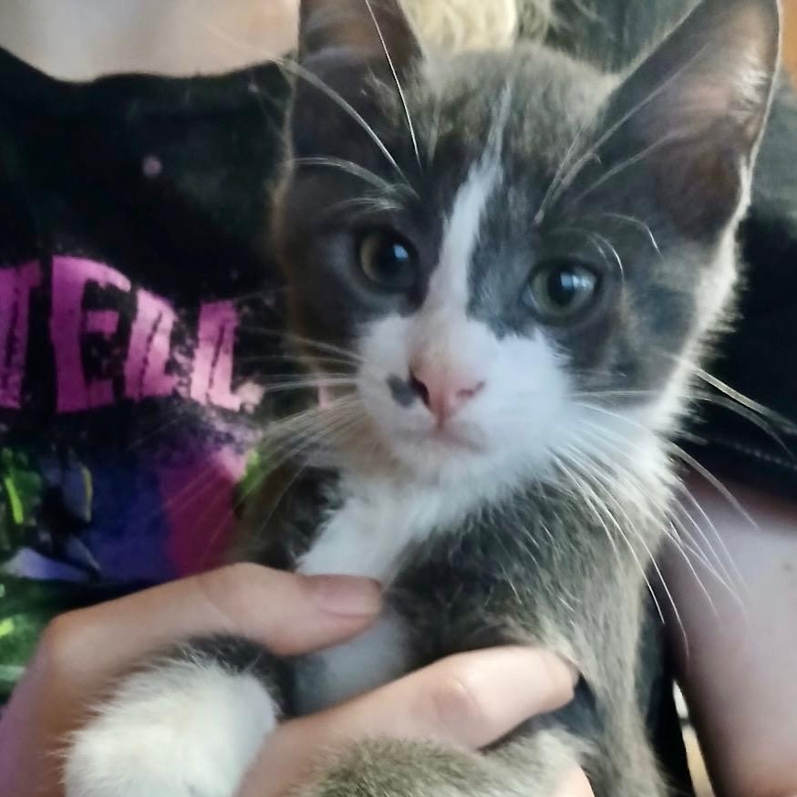 Diego, Adoptable, Young Male American Shorthair.