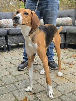 Enlarge Dorothy, a ADOPTABLE American Foxhound in Canterbury, CT image 2/6