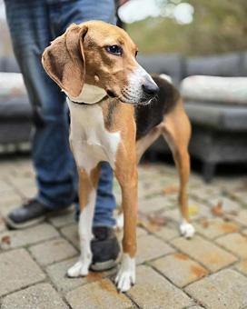 Enlarge Dorothy, a ADOPTABLE American Foxhound in Canterbury, CT image 6/6
