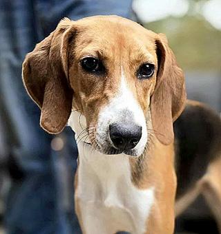 Enlarge Dorothy, a ADOPTABLE American Foxhound in Canterbury, CT image 3/6
