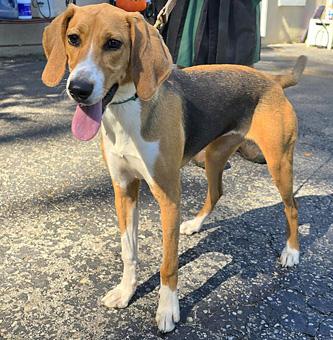 Enlarge Dorothy, a ADOPTABLE American Foxhound in Canterbury, CT image 1/6