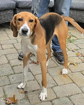 Enlarge Dorothy, a ADOPTABLE American Foxhound in Canterbury, CT image 5/6