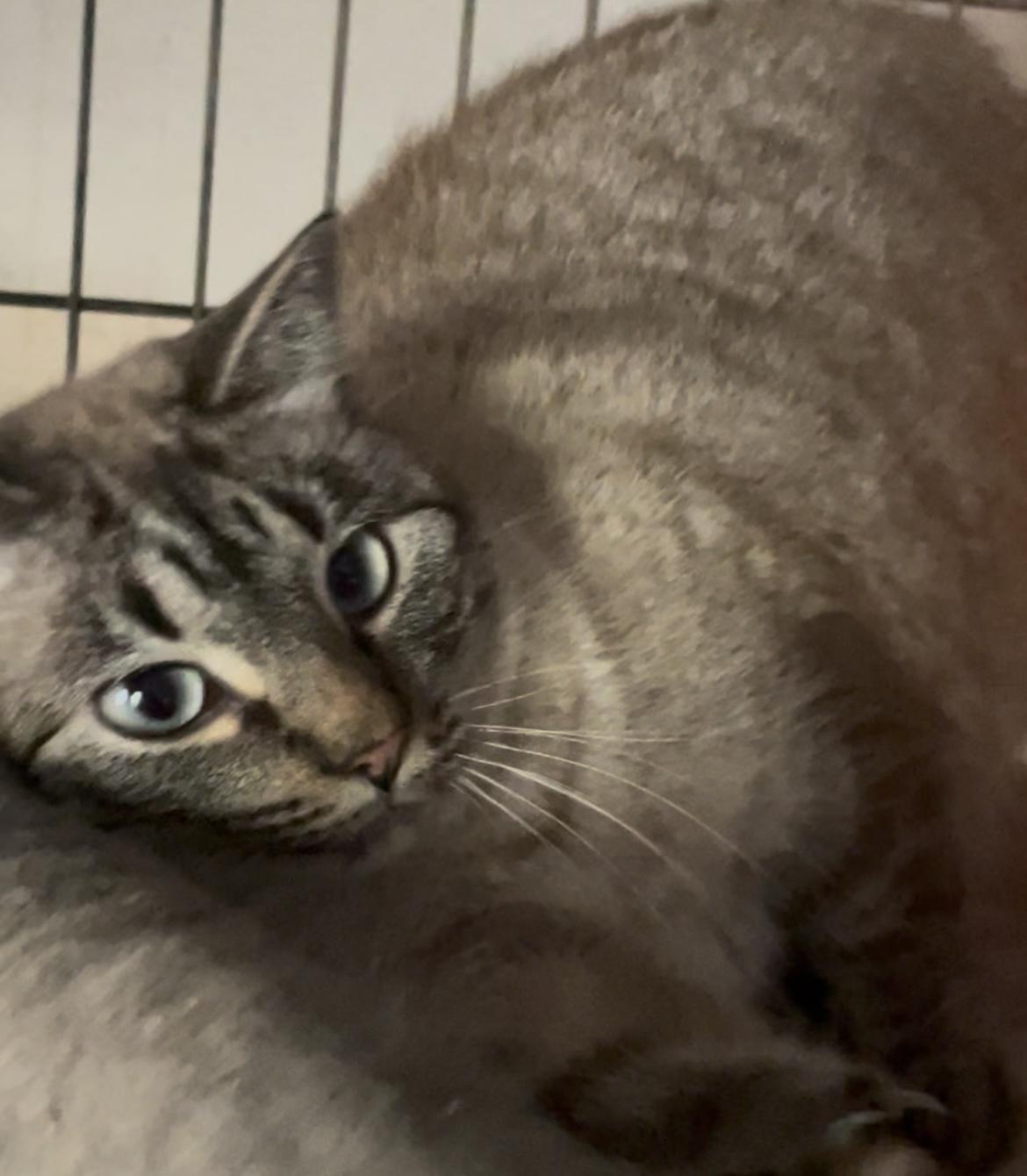 Cashmere, ADOPTABLE, Adult Female Siamese.