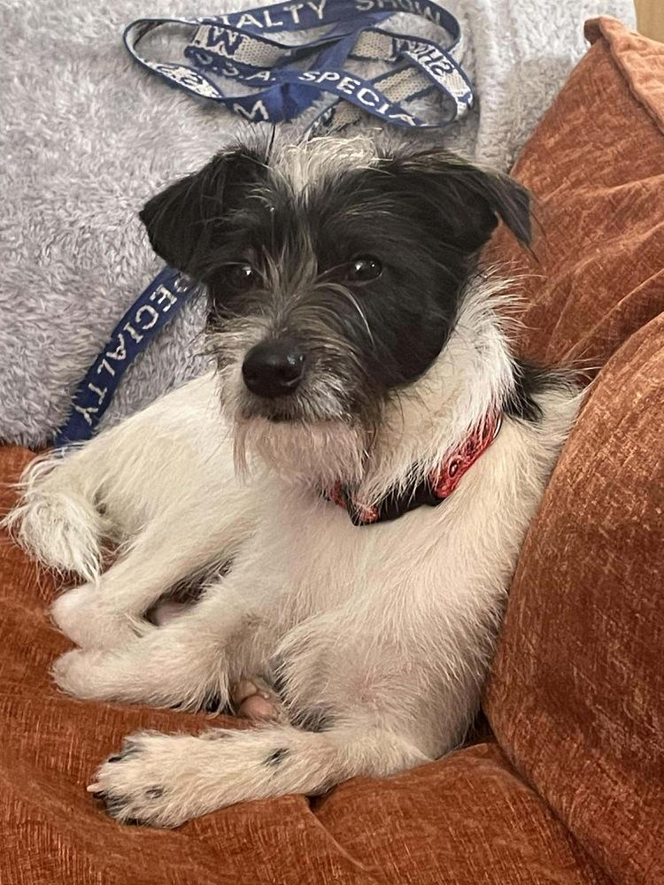 Louise, Adoptable, Young Female Terrier.