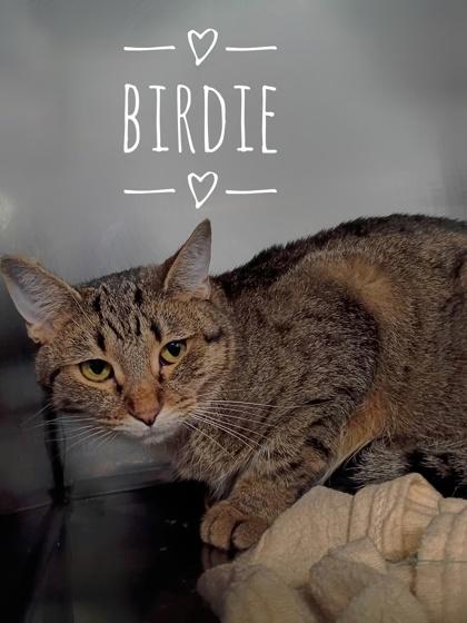 Birdie, Adoptable, Adult Female Domestic Short Hair & Domestic Short Hair.