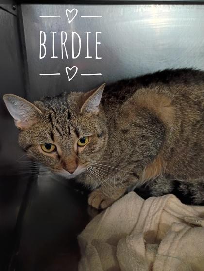 Enlarge Birdie, a Adoptable Domestic Short Hair in Rhinelander, WI image 1/2