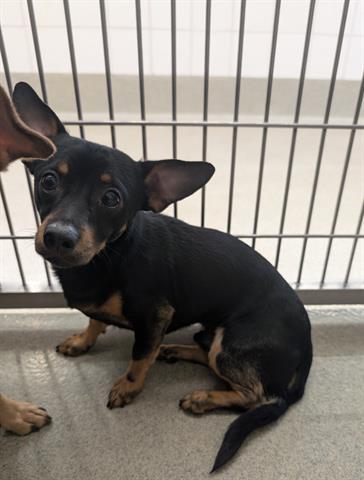 Enlarge PEANUT, a Adoptable Chihuahua in San Martin, CA image 1/1