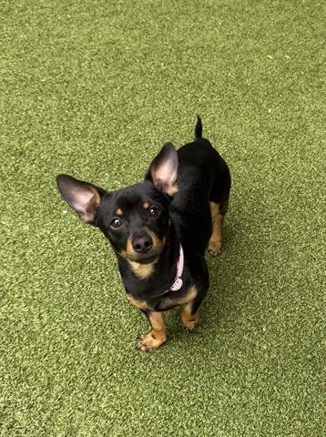 Enlarge HENNY, a Adoptable Chihuahua in San Martin, CA image 1/1