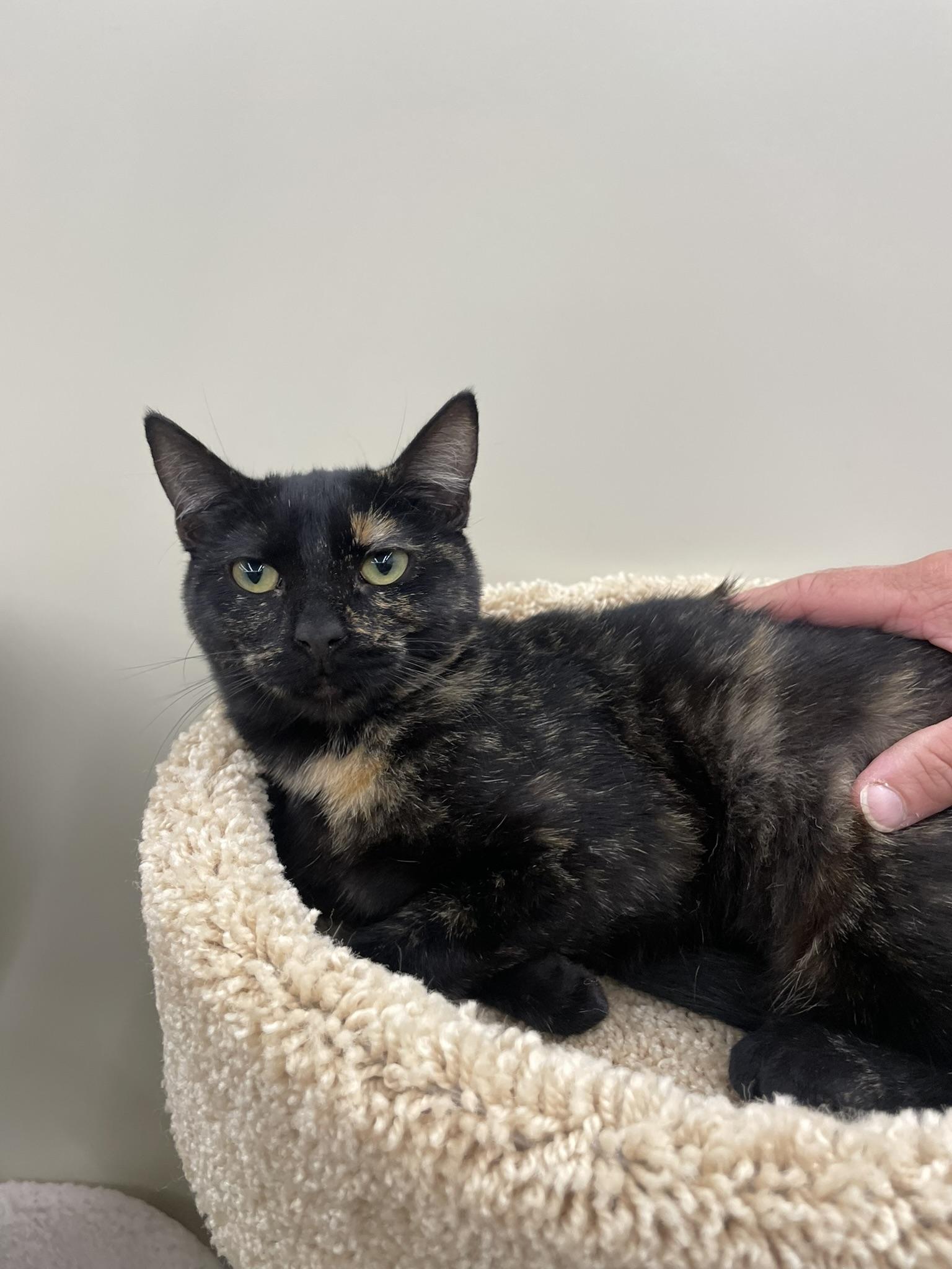 Zazzleportofino Petsmart thumbnail 2