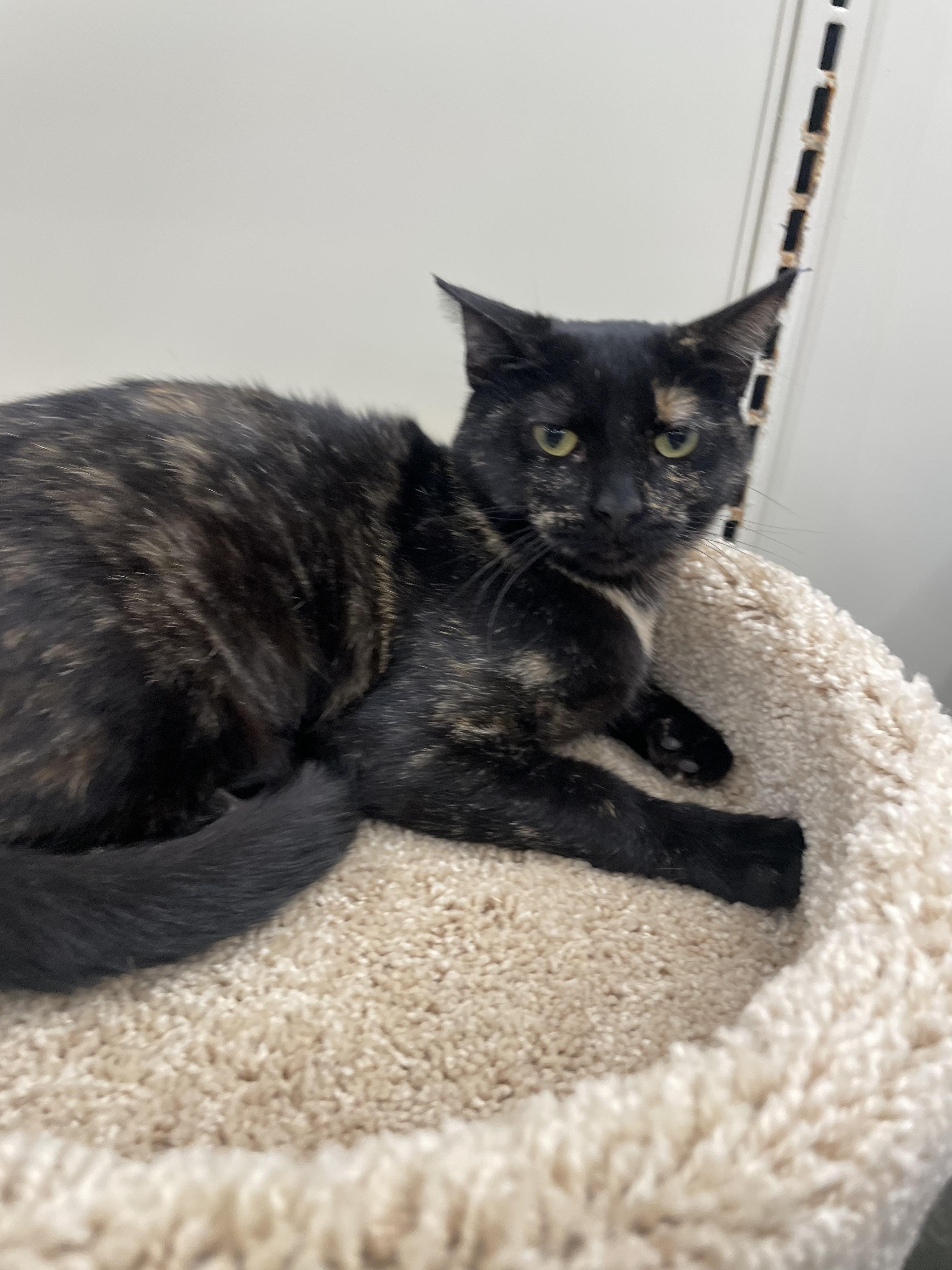 Zazzleportofino Petsmart thumbnail 4