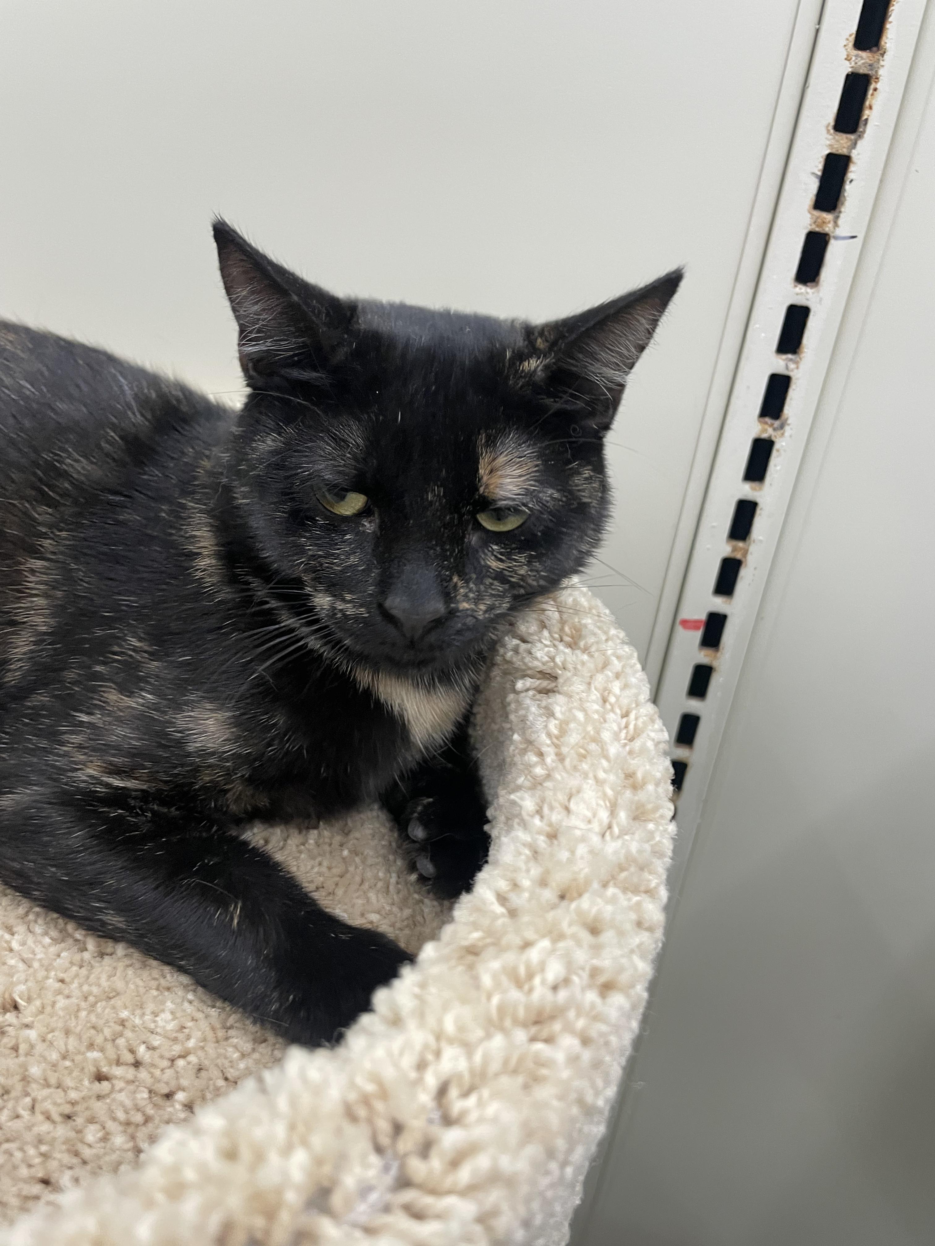 Zazzleportofino Petsmart thumbnail 5