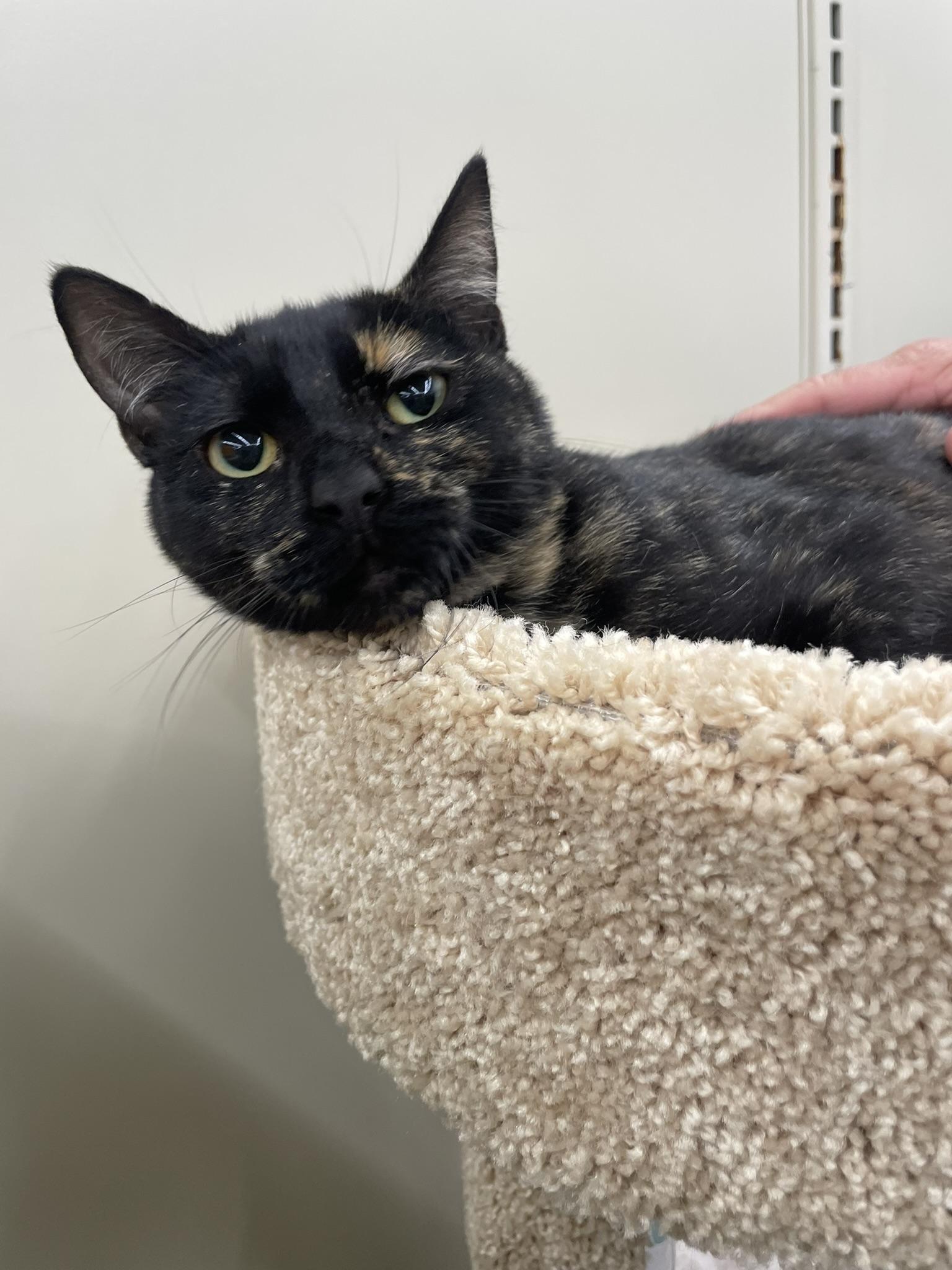 Zazzleportofino Petsmart