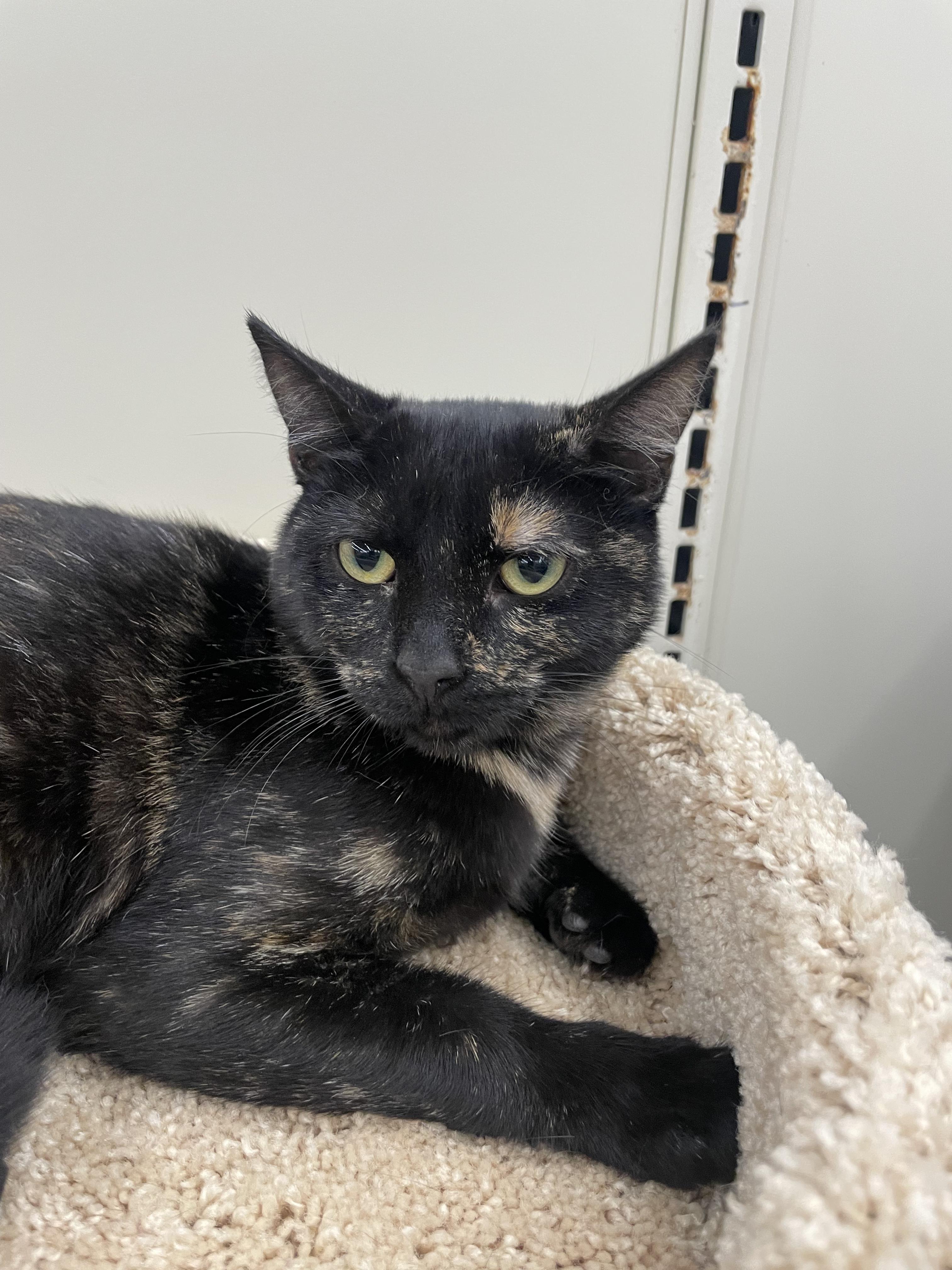 Zazzleportofino Petsmart thumbnail 3