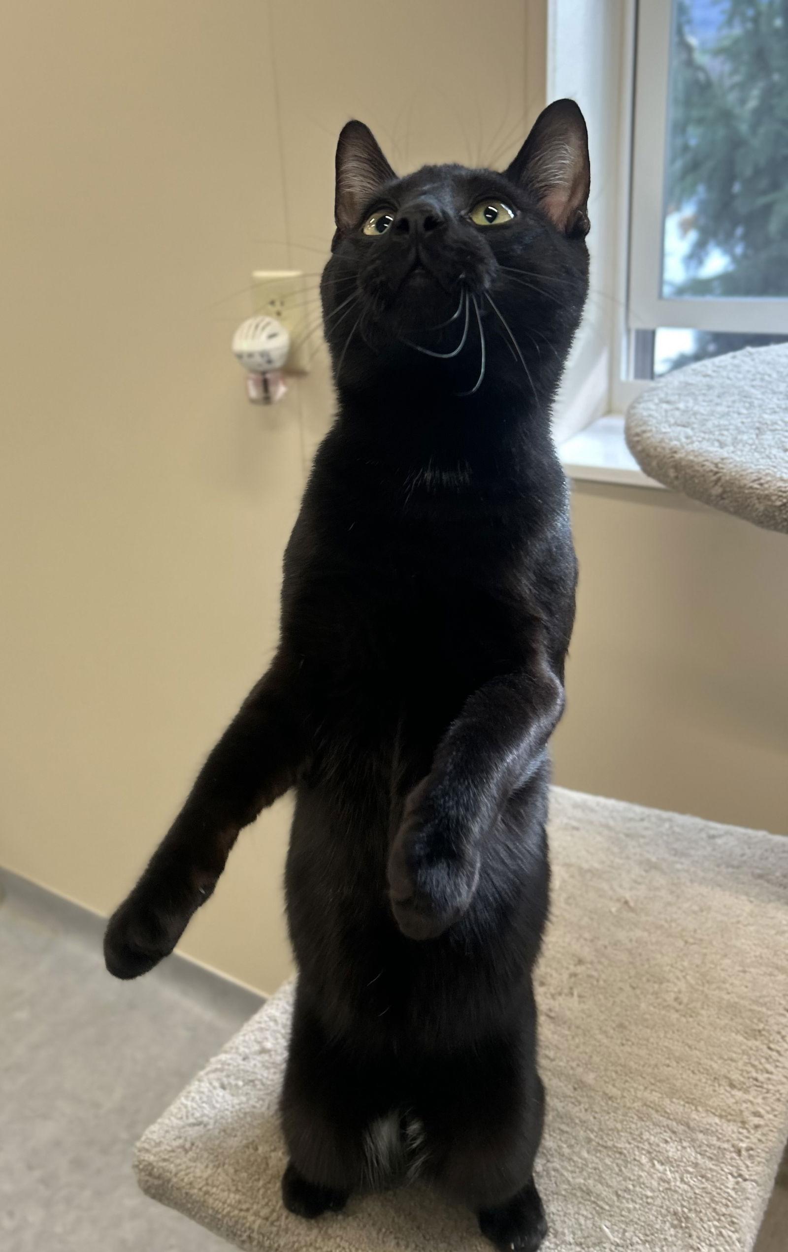 Pugsley, Adoptable, Adult Male Domestic Short Hair.