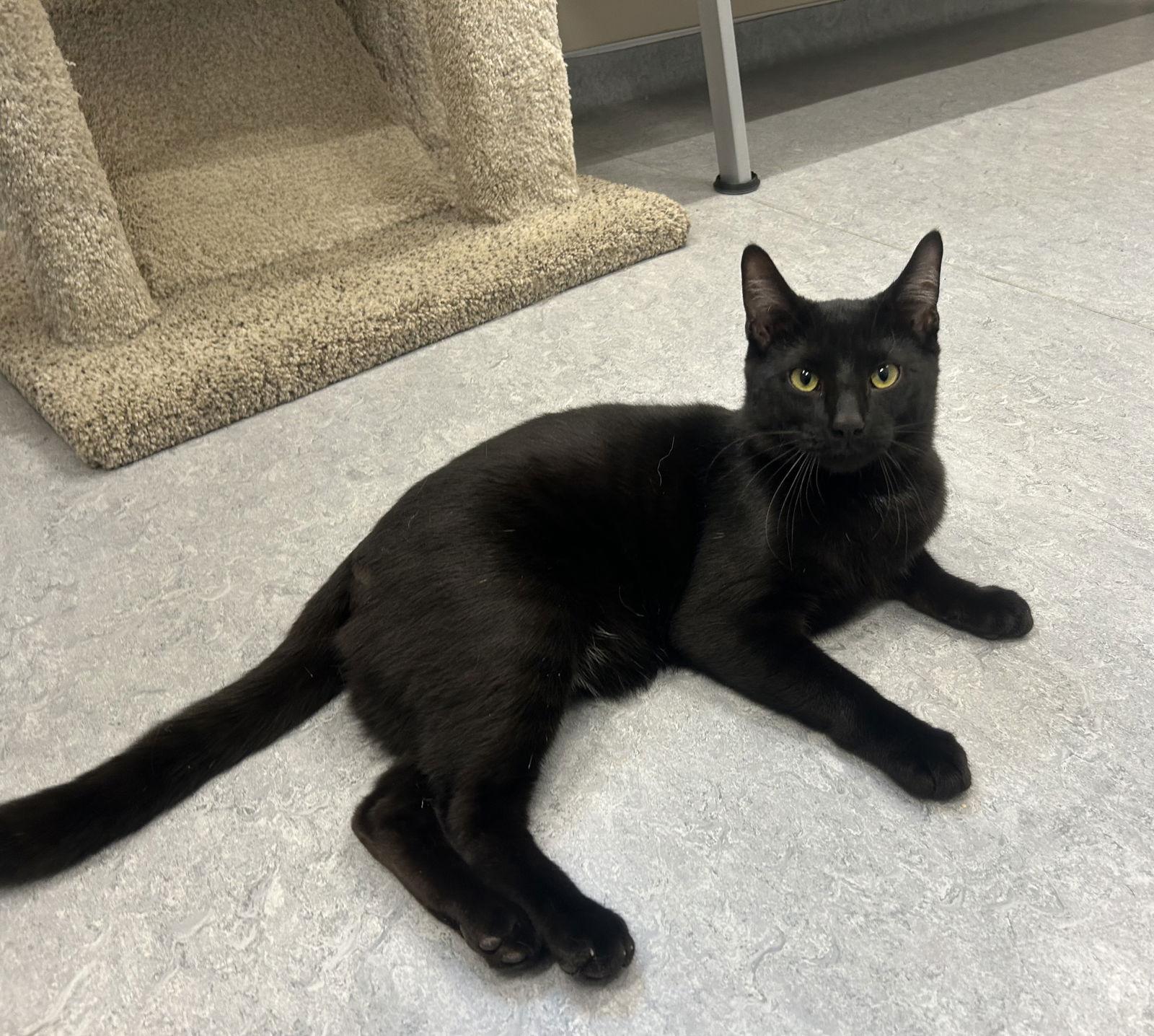 Enlarge Pugsley, a Adoptable Domestic Short Hair in Arlington, VT image 2/3