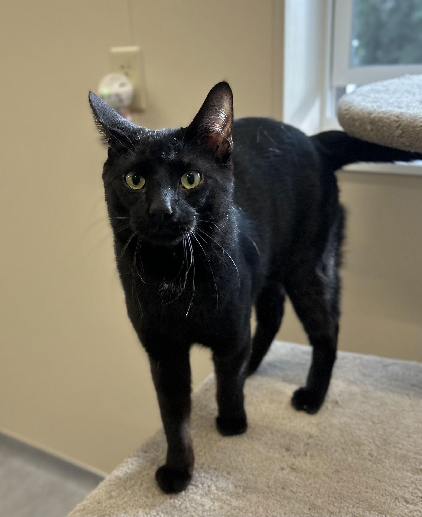 Enlarge Pugsley, a Adoptable Domestic Short Hair in Arlington, VT image 3/3