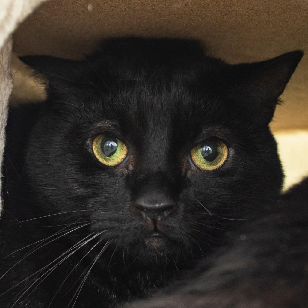 Enlarge Pearl, a Adoptable Domestic Short Hair in Middletown, RI image 1/1