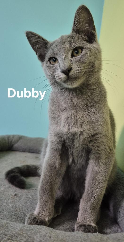 Dubby, Adoptable, Kitten Male Domestic Short Hair.