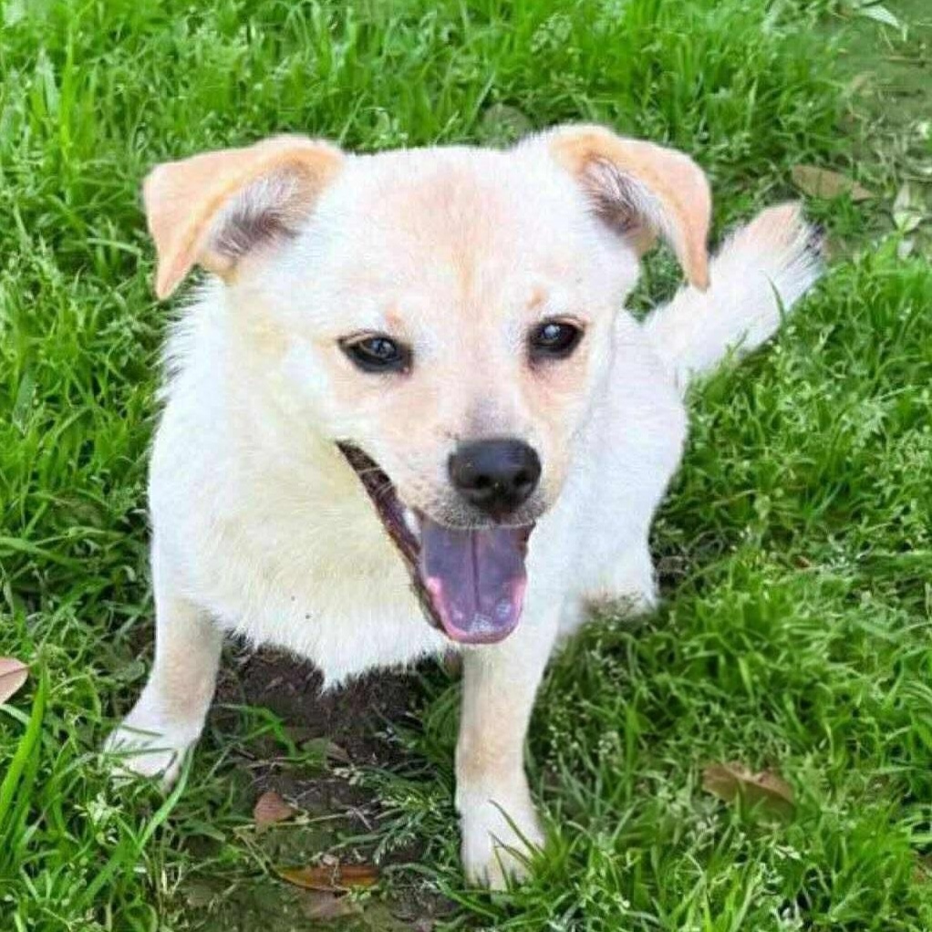 Frick and Frack, a Adoptable mixed breed in Amherst, NY image 5/6