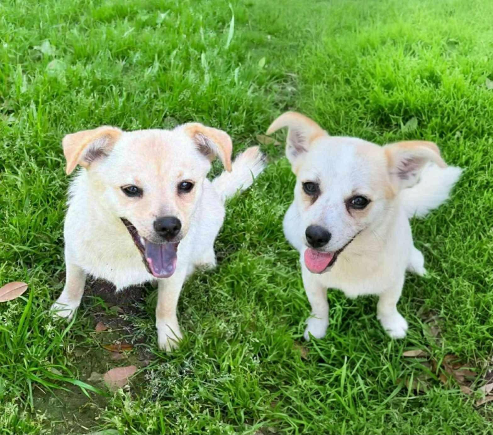 Frick and Frack, a Adoptable mixed breed in Amherst, NY image 1/6