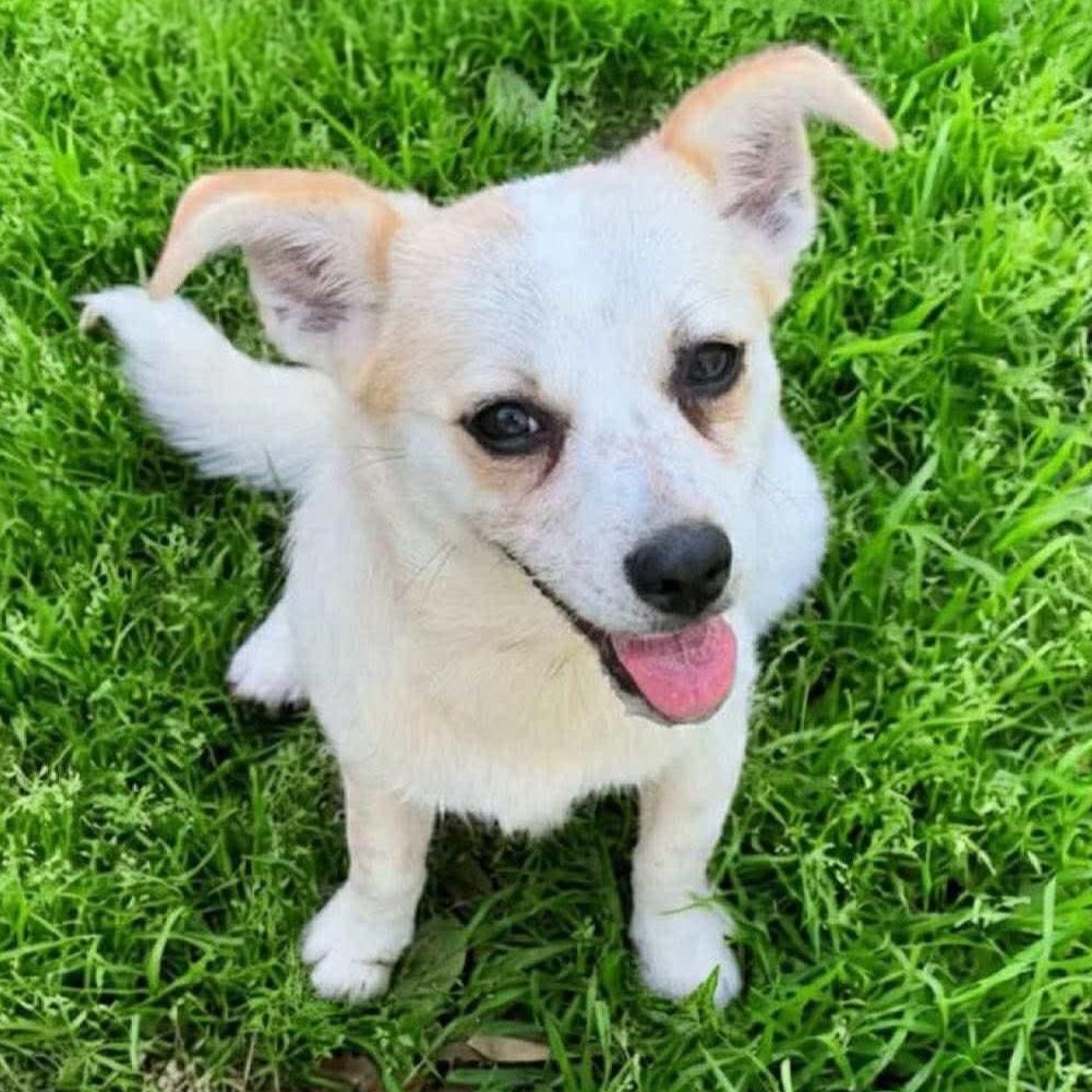 Frick and Frack, a Adoptable mixed breed in Amherst, NY image 4/6