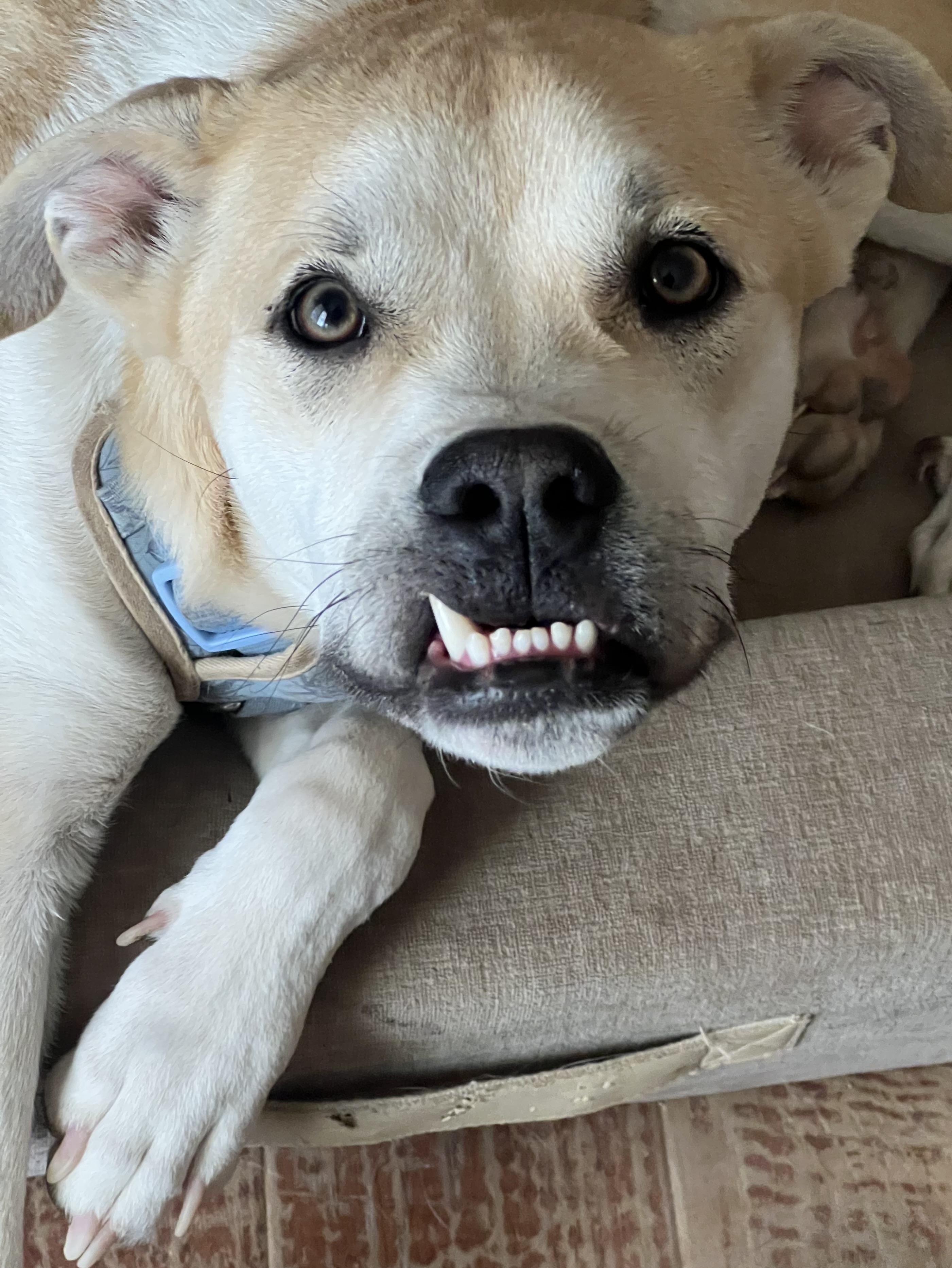 Enlarge Butters, a Adoptable mixed breed in Las Vegas, NV image 1/2