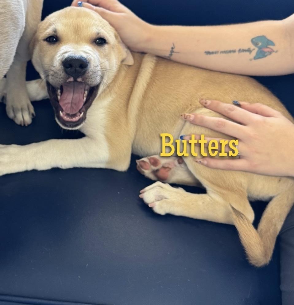 Butters, Adoptable, Young Male Labrador Retriever.