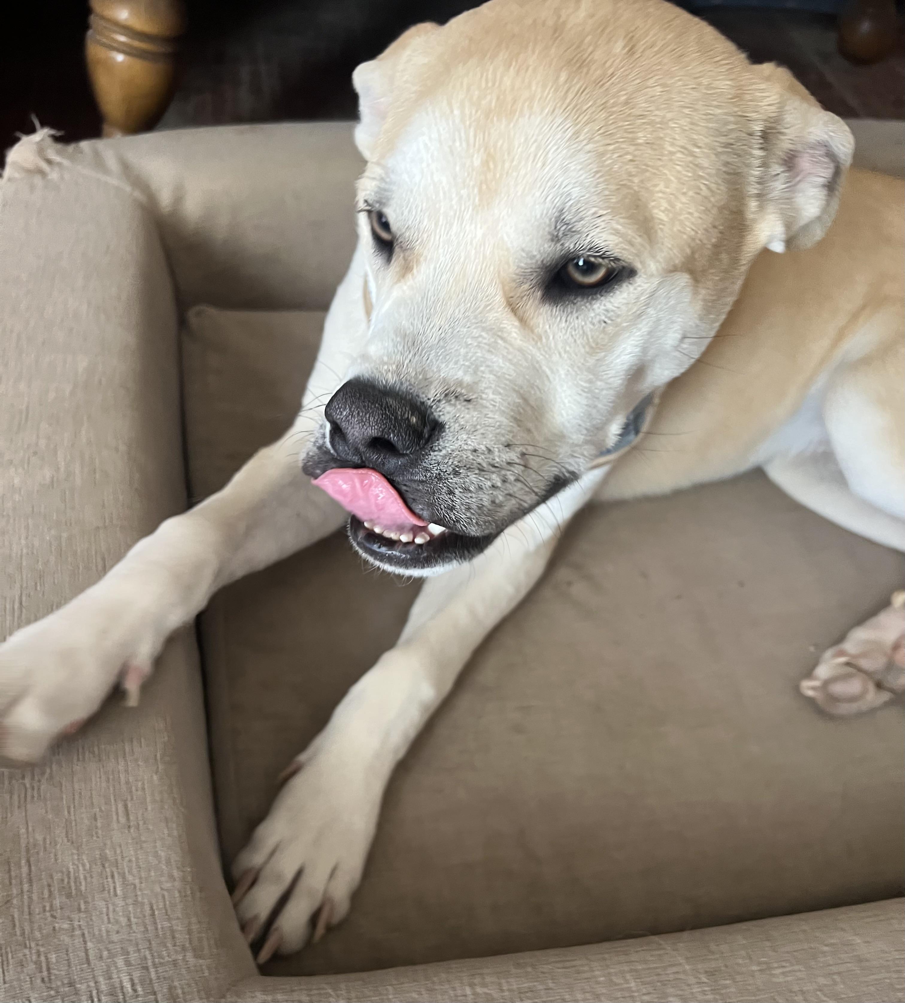 Enlarge Butters, a Adoptable mixed breed in Las Vegas, NV image 2/2