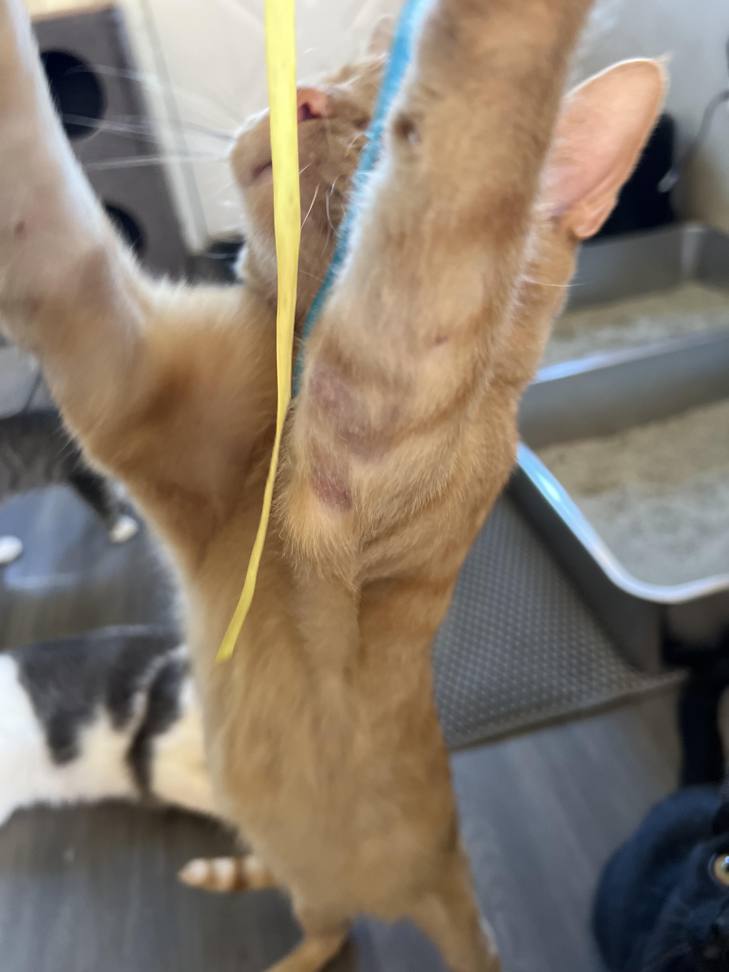 Enlarge Tails, a Adoptable Domestic Short Hair in West newton, PA image 2/3