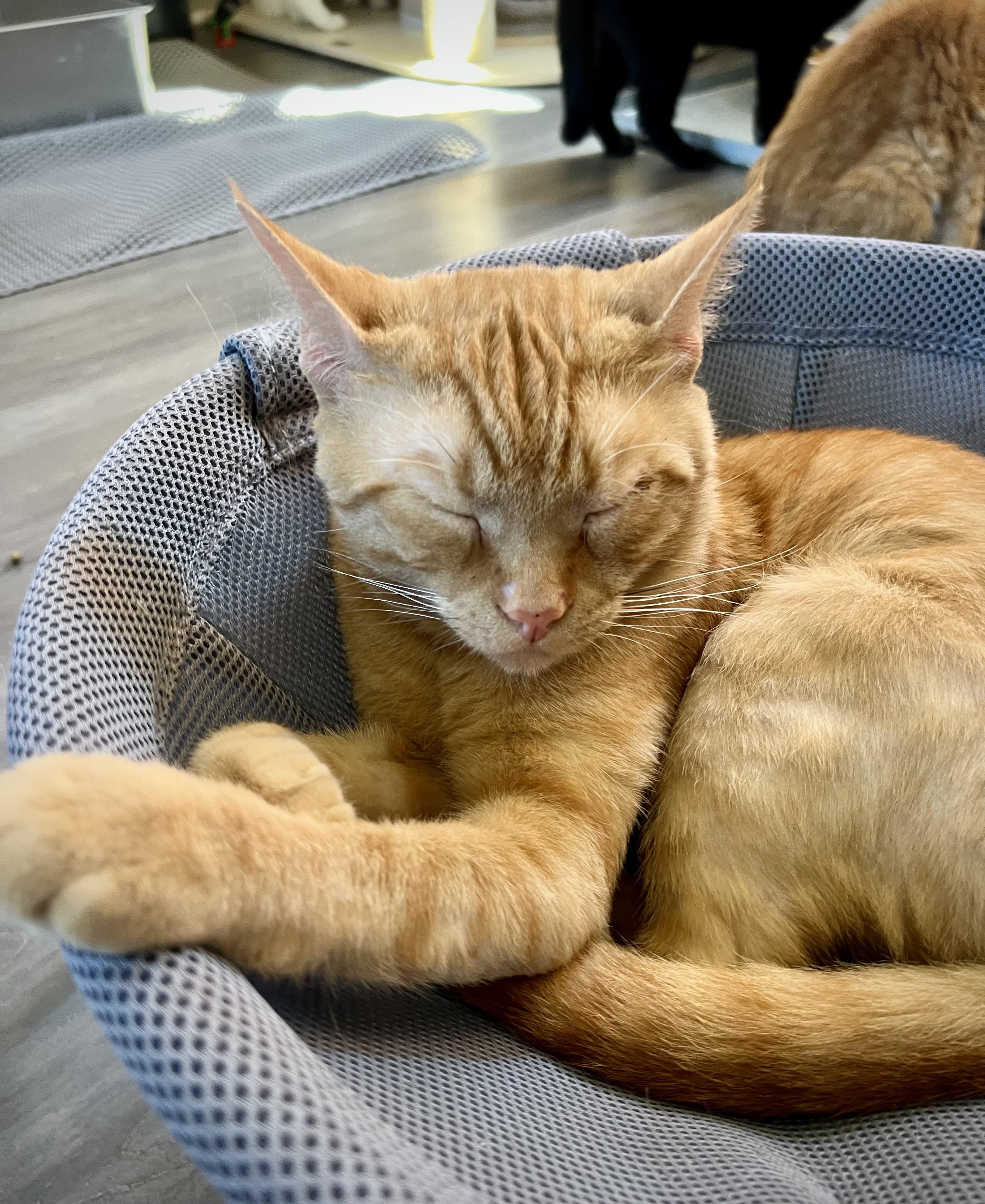 Enlarge Tails, a Adoptable Domestic Short Hair in West newton, PA image 3/3