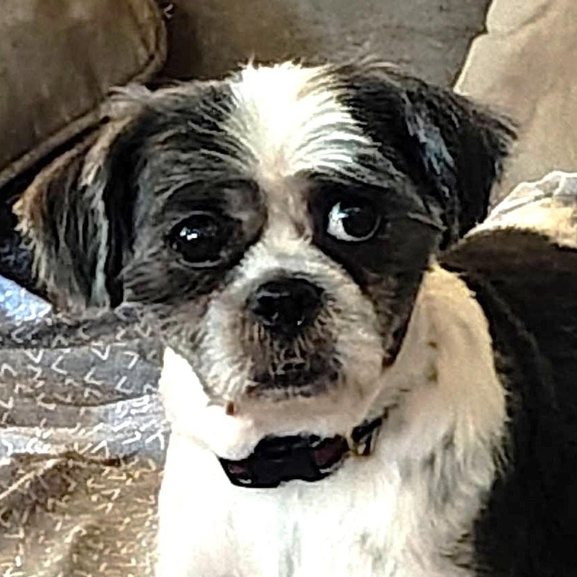 LIL MAN, Adoptable, Adult Male Shih Tzu.