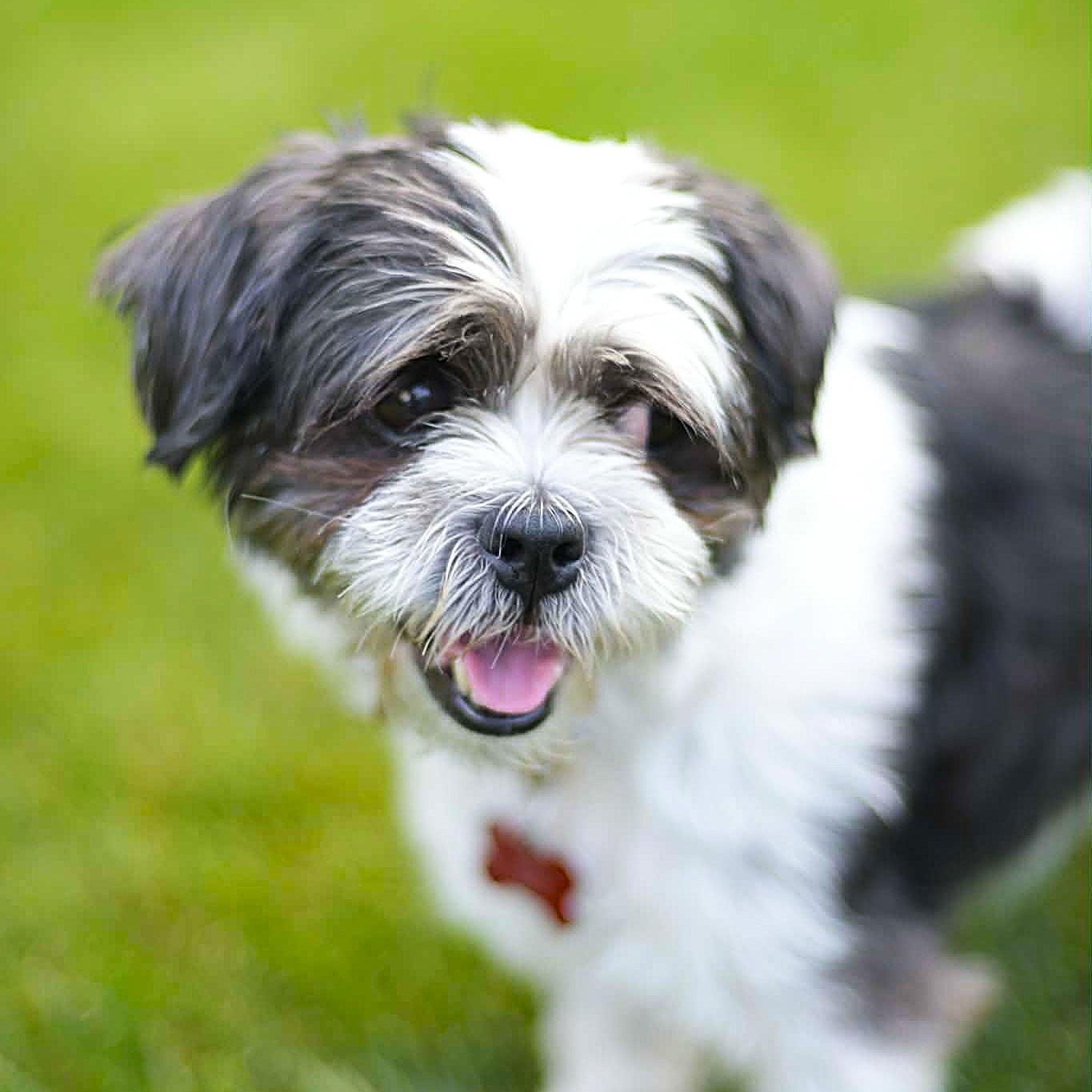 LIL MAN, an adopted mixed breed in Burton, MI image 2/5