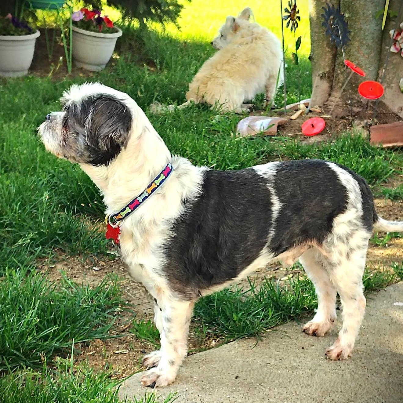 LIL MAN, a Adoptable mixed breed in Burton, MI image 3/5
