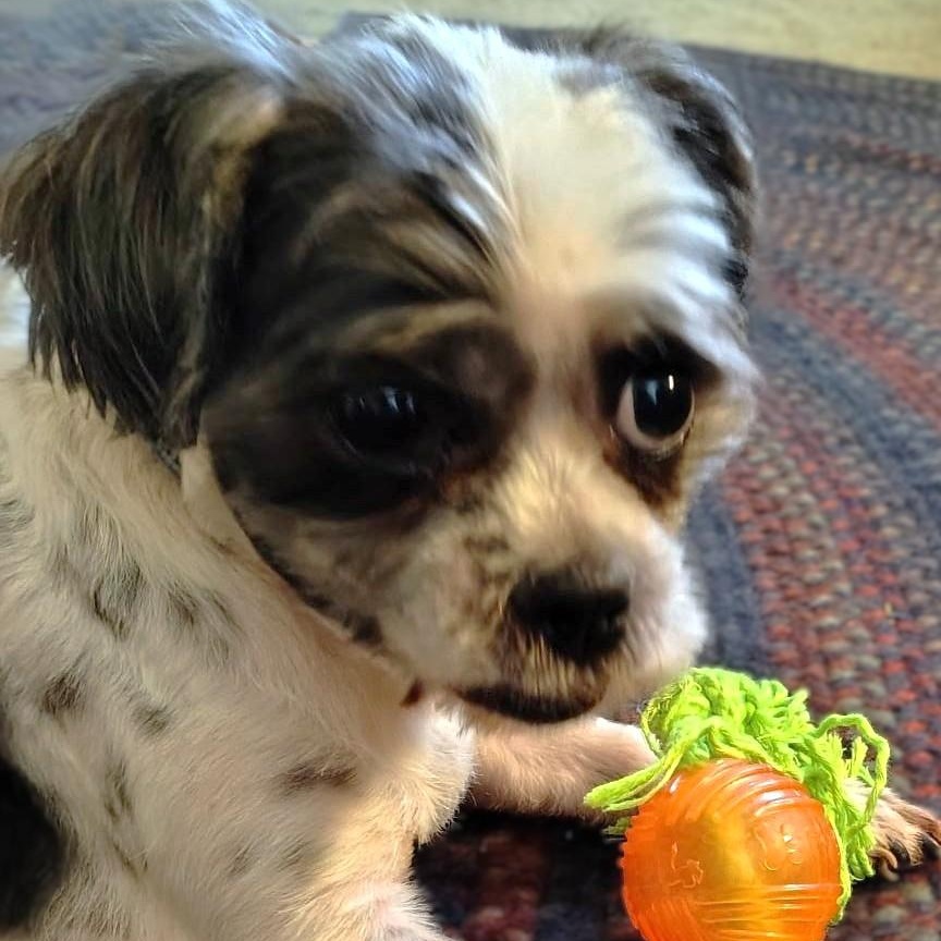 LIL MAN, a Adoptable mixed breed in Burton, MI image 2/5