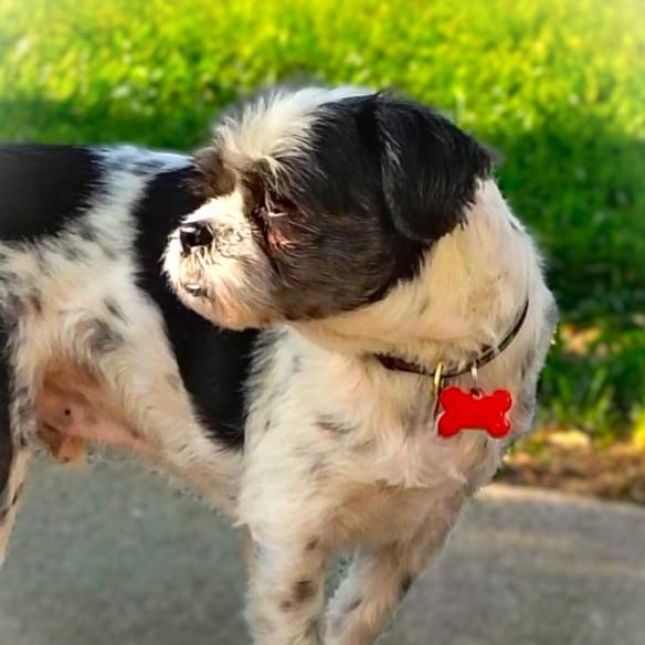 LIL MAN, a Adoptable mixed breed in Burton, MI image 5/5