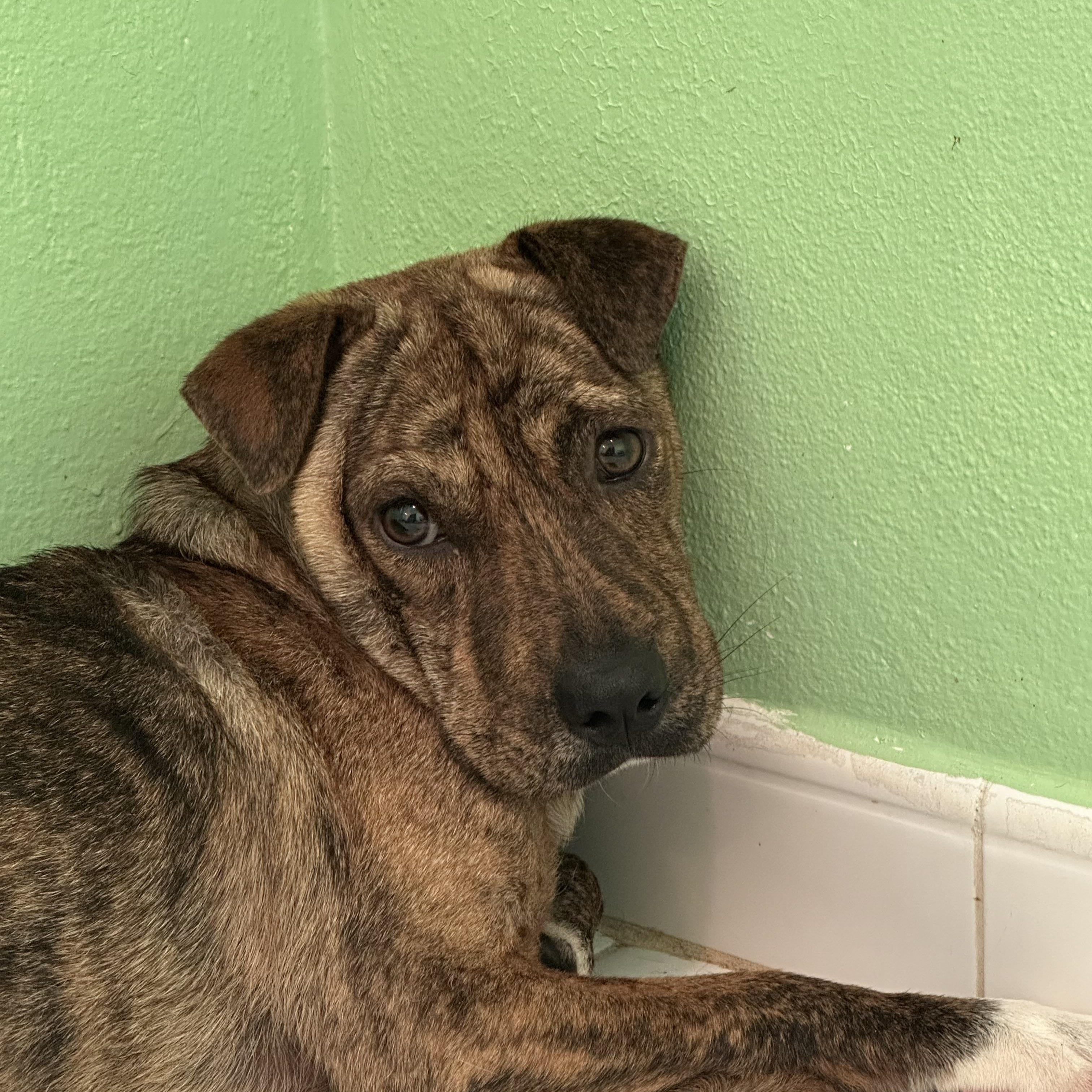 Brother, an adoptable Mixed Breed in San Juan, PR_image-1