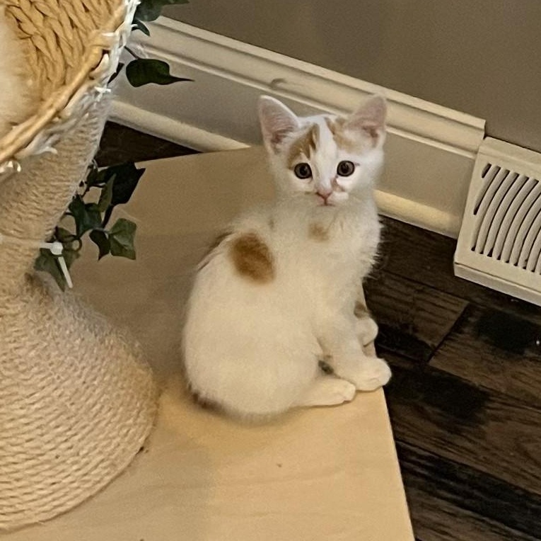 Enlarge PUMPKIN, a Adopted Domestic Short Hair in Renfrew, PA image 2/2