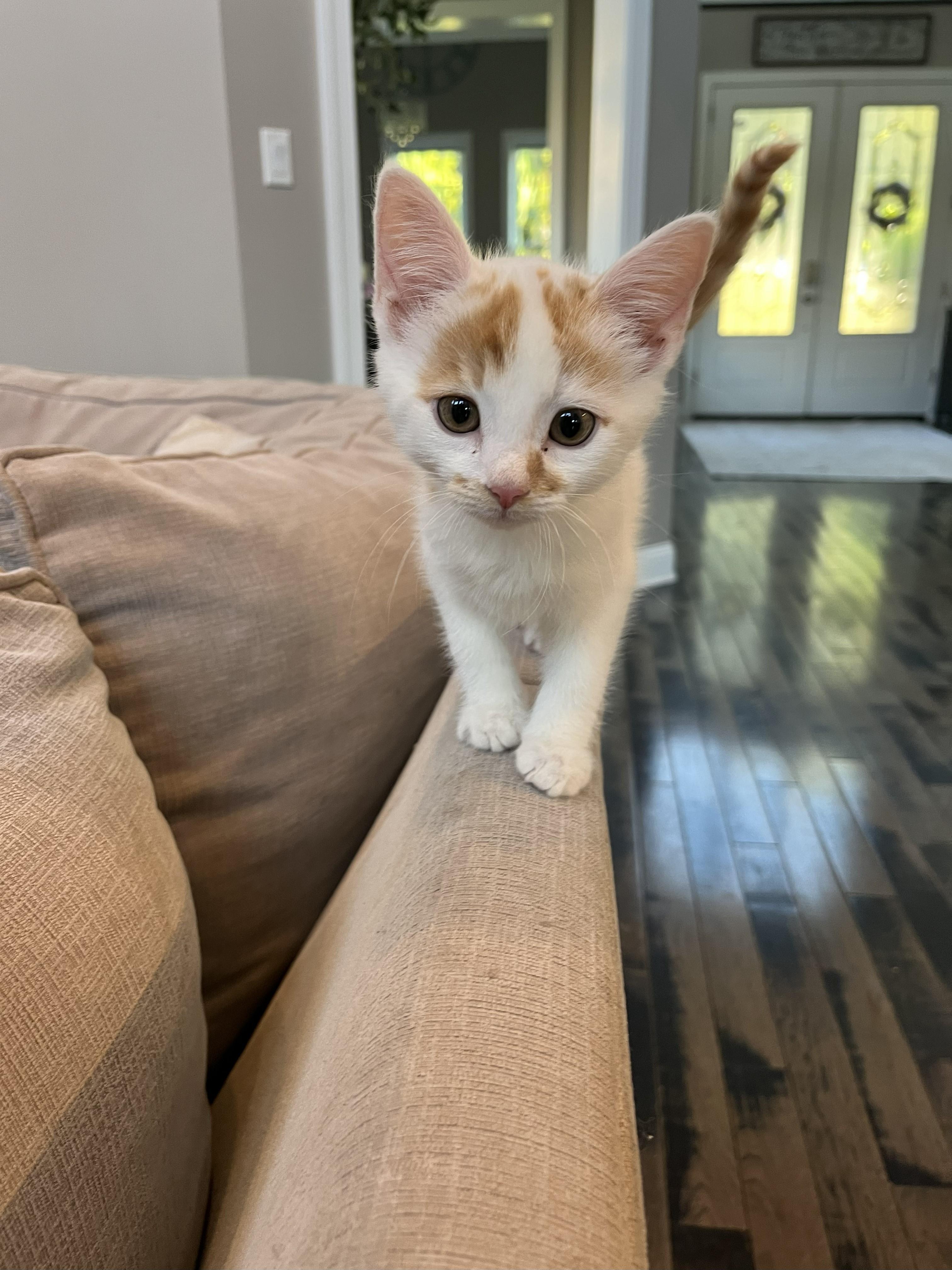 PUMPKIN, Adopted, Young Male Domestic Short Hair.