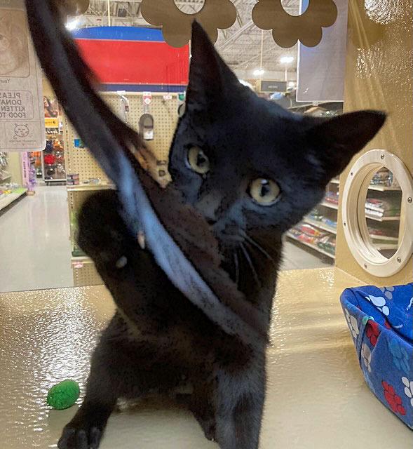Conjuror26, Adoptable, Kitten Male Domestic Short Hair.